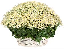 Цветочная композиция из Ромашки в корзине #REPLACE_PRED# Гороховке